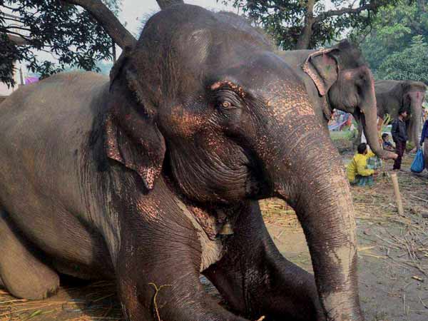 யானைக்கு மயக்க ஊசி