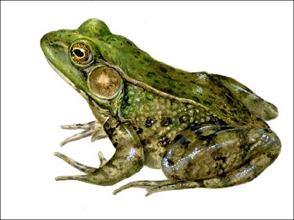ஏன்