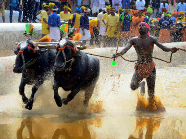SC rejects to impose ban on Kambala sport SC rejects to impose ban on Kambala sport