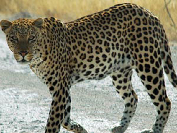 Forest department should withdraw leopard killing case Forest department should withdraw leopard killing case