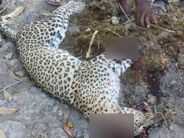 Old Farmer killed a young Leopard in Krishnagiri Old Farmer killed a young Leopard in Krishnagiri