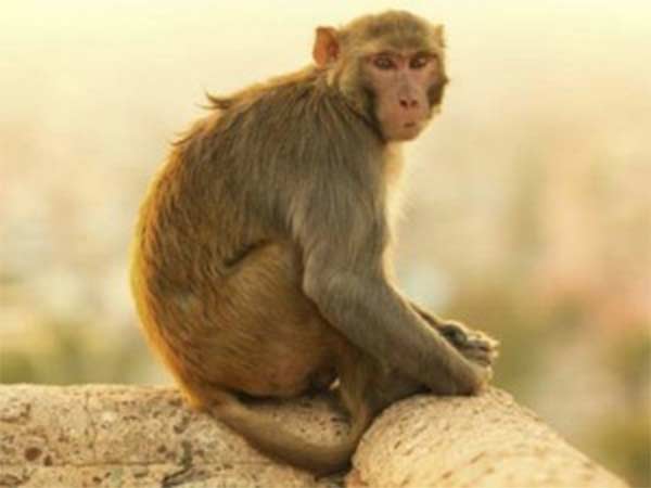 drunken monkey creates ruckus at bar drunken monkey creates ruckus at bar