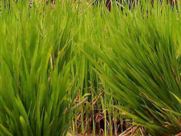 பெரும் கேள்விக்குறி