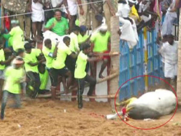 Minister Vijayabaskar's bull kills in the Jallikattu Minister Vijayabaskar's bull kills in the Jallikattu