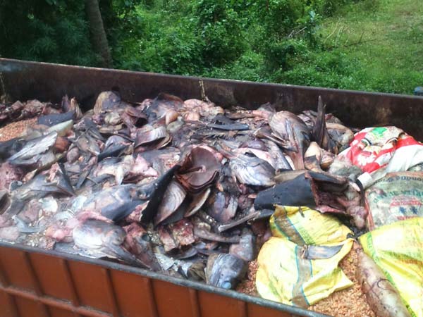 Public seizes Fisheries truck in Nellai Public seizes Fisheries truck in Nellai