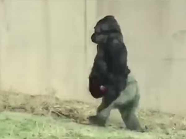 american gorilla filmed walking like a human american gorilla filmed walking like a human