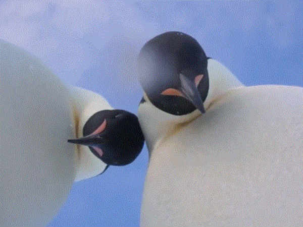 Antarctic Penguins Took A Selfie Antarctic Penguins Took A Selfie
