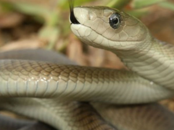 விஷ எதிர்ப்பு மனிதர்