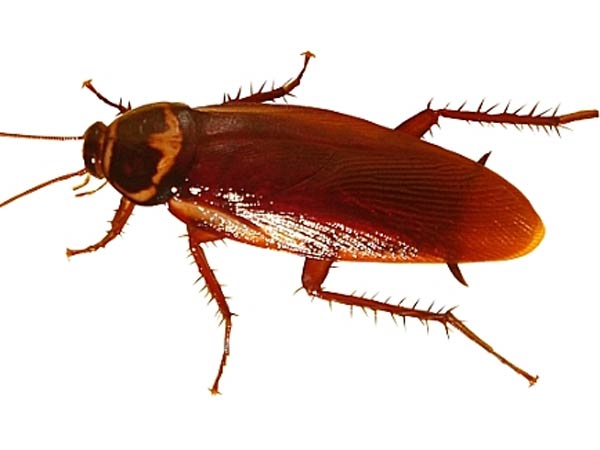 australia man blows up house trying to burn cockroaches australia man blows up house trying to burn cockroaches