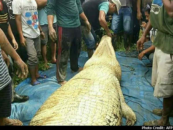 human limbs found inside belly of indonesia crocodile human limbs found inside belly of indonesia crocodile