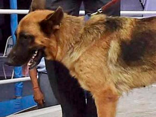 Candidates petitioned to the dog near Trichy Candidates petitioned to the dog near Trichy
