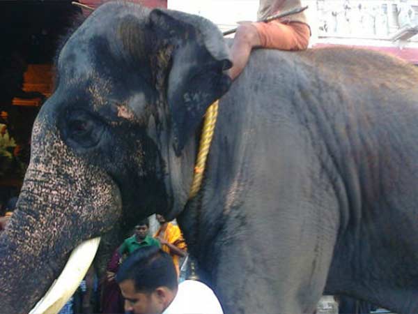Elephant kills owner in Kanyakumari Elephant kills owner in Kanyakumari