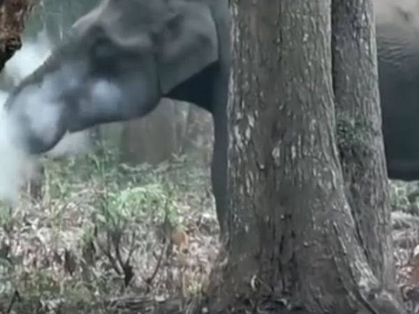 smoking elephant video spreads like wildfire smoking elephant video spreads like wildfire