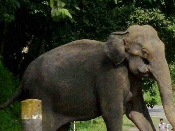 Senior IFS Officer killed in Elephant attack at Nagarhole Senior IFS Officer killed in Elephant attack at Nagarhole