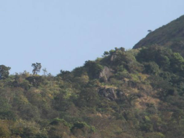 ரம்மியமான வனப்பகுதி