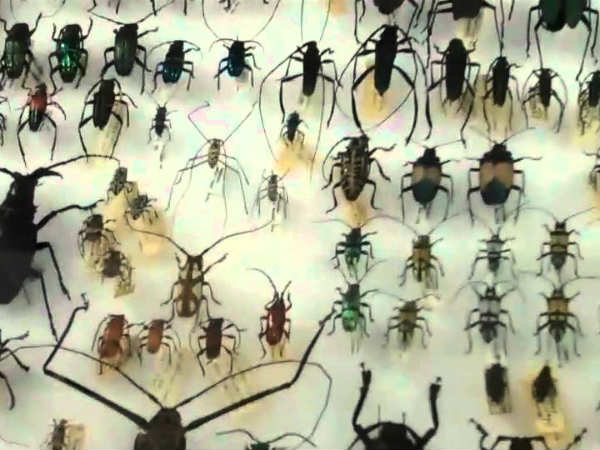 TN CM Inaugurated Indias biggest insect museum at Coimbatore TN CM Inaugurated Indias biggest insect museum at Coimbatore
