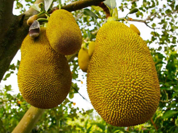 Jackfruit is to be announce as Keralas state fruit Jackfruit is to be announce as Keralas state fruit