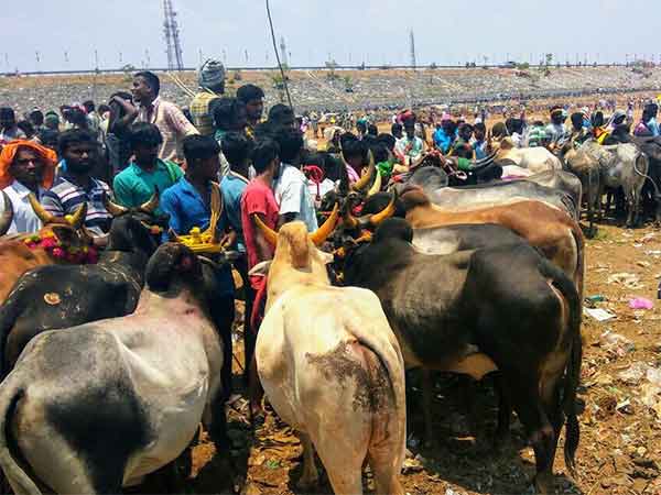 Jallikattu conducts in Viralimalai Jallikattu conducts in Viralimalai
