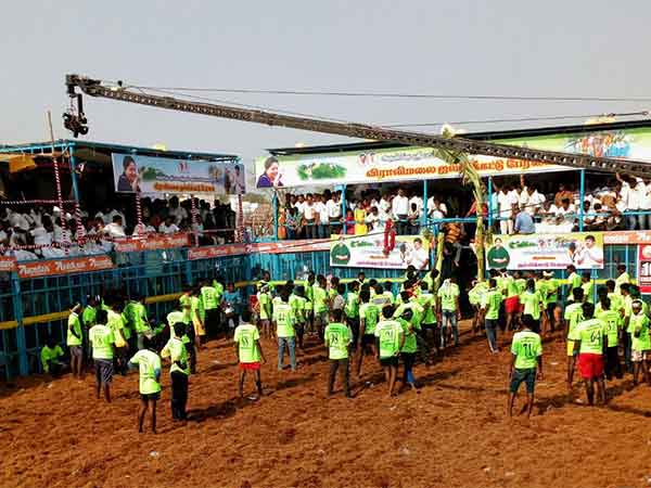 Jallikattu conducts in Viralimalai Jallikattu conducts in Viralimalai