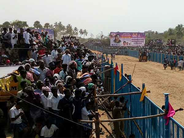 Jallikattu conducts in Viralimalai Jallikattu conducts in Viralimalai