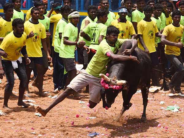 Jallikattu conducts in Viralimalai Jallikattu conducts in Viralimalai