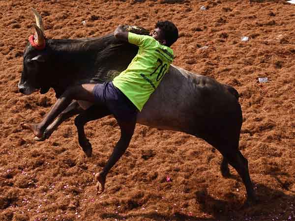 Jallikattu conducts in Viralimalai Jallikattu conducts in Viralimalai