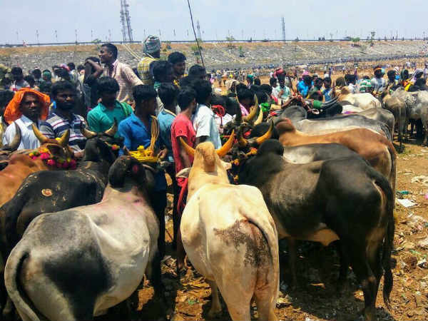 The Jallikattu competition held in Kenkavalli The Jallikattu competition held in Kenkavalli