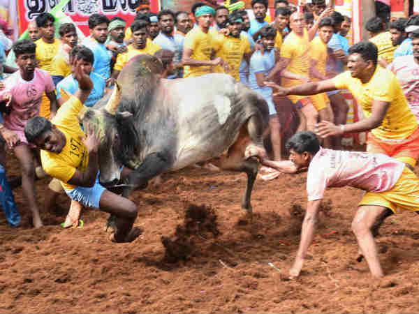 Palanganatham Jallikattu inaugurated by Sellur Raju Palanganatham Jallikattu inaugurated by Sellur Raju
