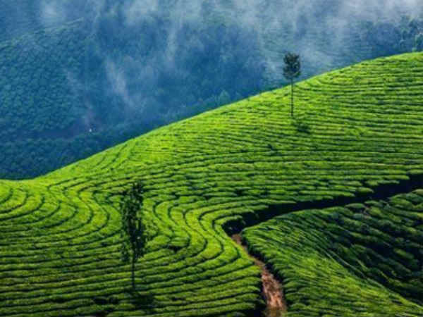 சிறந்த தேயிலை