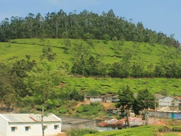 அடைக்கலம் தரும் எஸ்டேட்