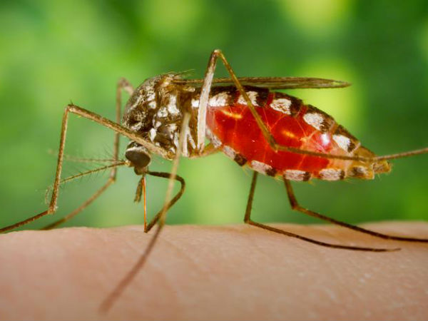 New military radar technology to destroy mosquitoes New military radar technology to destroy mosquitoes