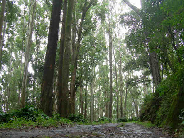 Nellai forest department puts warning board of wild animals Nellai forest department puts warning board of wild animals