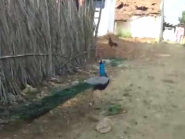 Wonderful village in Krishnagiri people feeding peacock Wonderful village in Krishnagiri people feeding peacock