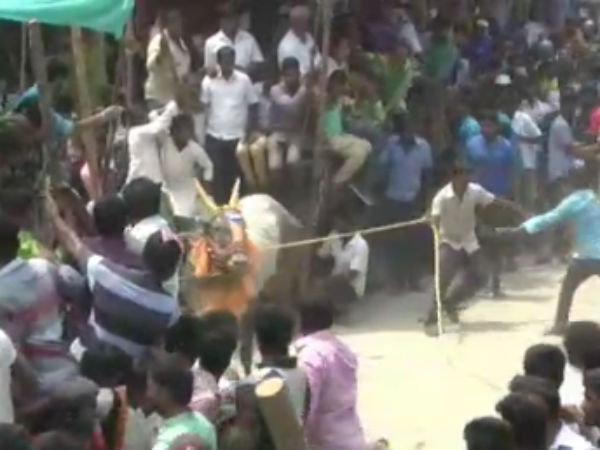 Police Lathi-charge in Burgur Bull race Police Lathi-charge in Burgur Bull race