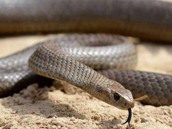 millions stolen in nigeria by snake and monkeys millions stolen in nigeria by snake and monkeys