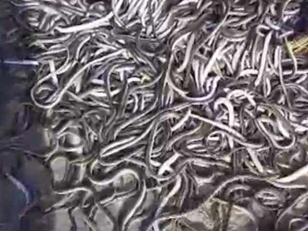 Snakes confiscated in near Vellore Snakes confiscated in near Vellore