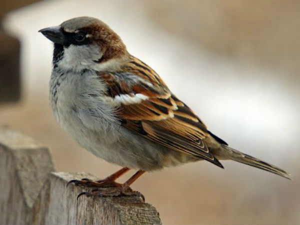 World Sparrow day today World Sparrow day today