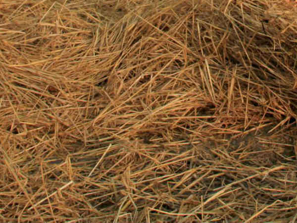 Shortage of Animal Feeds in Southern Districts Shortage of Animal Feeds in Southern Districts