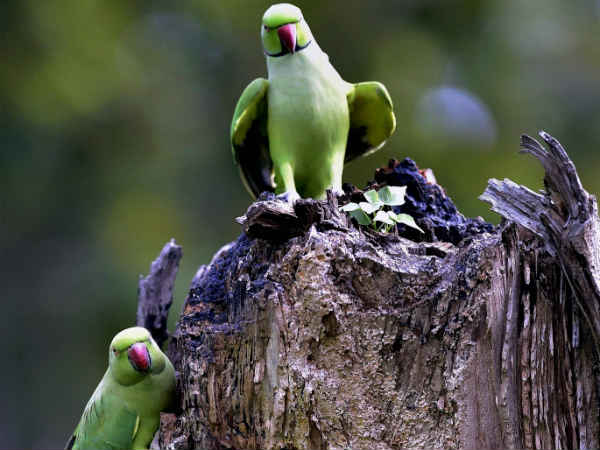 Thirunelveli youth caught by forest officers for illegally selling parrots via facebook Thirunelveli youth caught by forest officers for illegally selling parrots via facebook