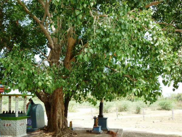 விஞ்ஞான உண்மை: