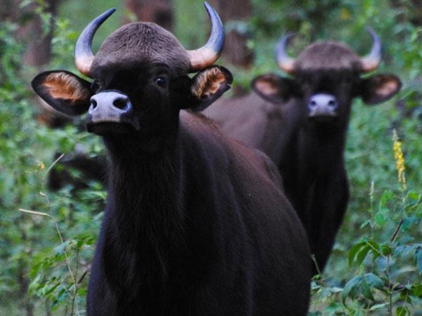 Vandaloor Arignar Anna Zoological Park watch live streaming of animals Vandaloor Arignar Anna Zoological Park watch live streaming of animals