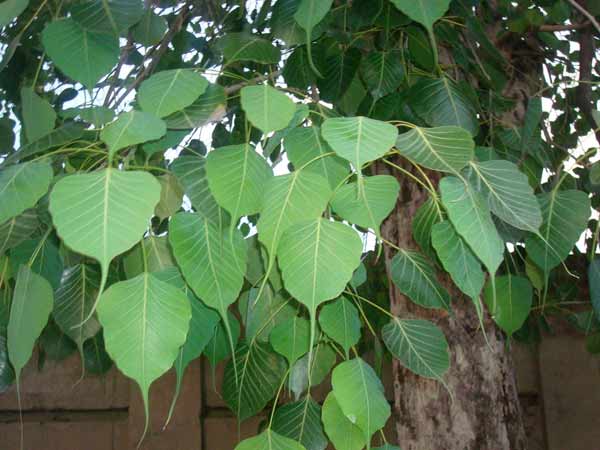 ஜோதிடத்தில் அரசமரம்