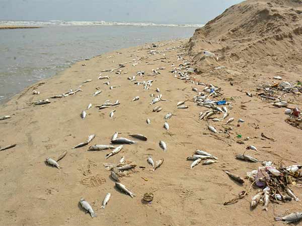 Tones of fish found dead in Tuticorin beach Tones of fish found dead in Tuticorin beach