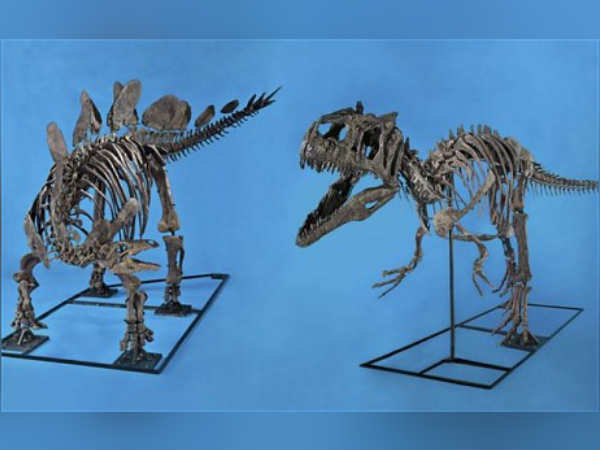 2 Dinosaur Skeletons For Auction 2 Dinosaur Skeletons For Auction