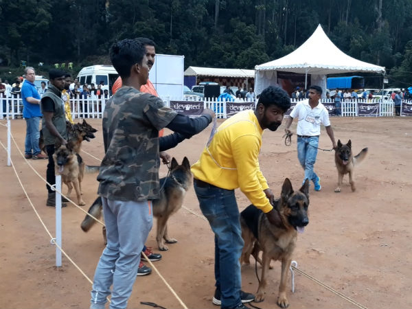 Dogs Exhibition in Coonoor Dogs Exhibition in Coonoor