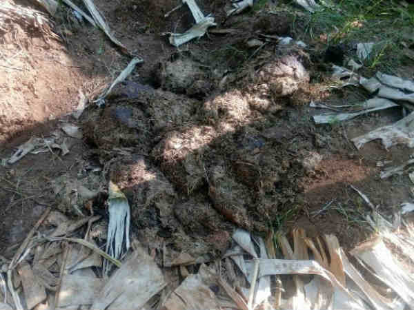 Elephants damaged the trees near Vadagarai Elephants damaged the trees near Vadagarai