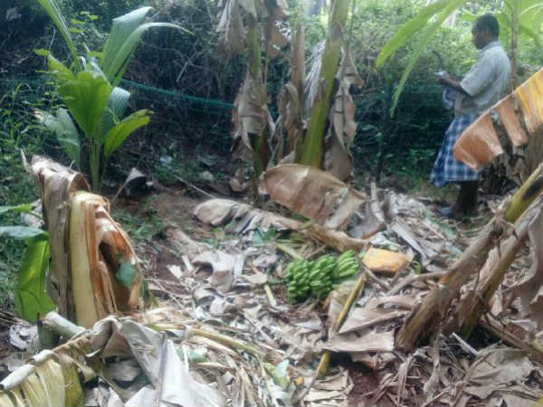Elephants damaged the trees near Vadagarai Elephants damaged the trees near Vadagarai