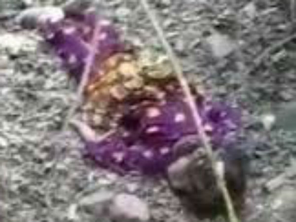 7 நாட்கள் கழித்து கொலை