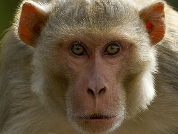 A Monkey took away a 16-year-old baby from his mother in Odisha A Monkey took away a 16-year-old baby from his mother in Odisha