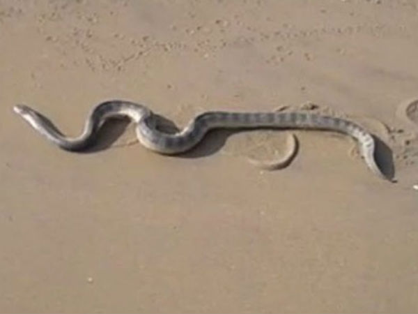 The rare type snake captured in Cuddalore The rare type snake captured in Cuddalore